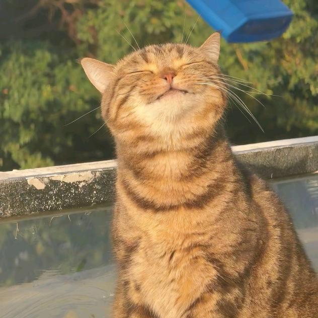 向往自由