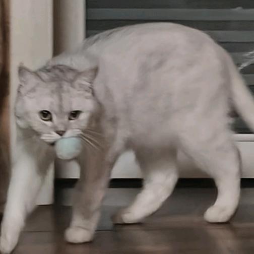 一只塔塔