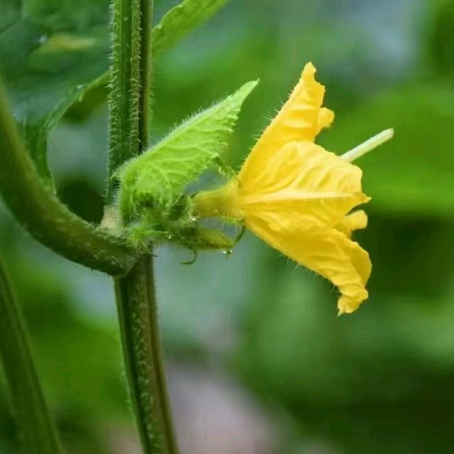 玲珑水果小黄瓜