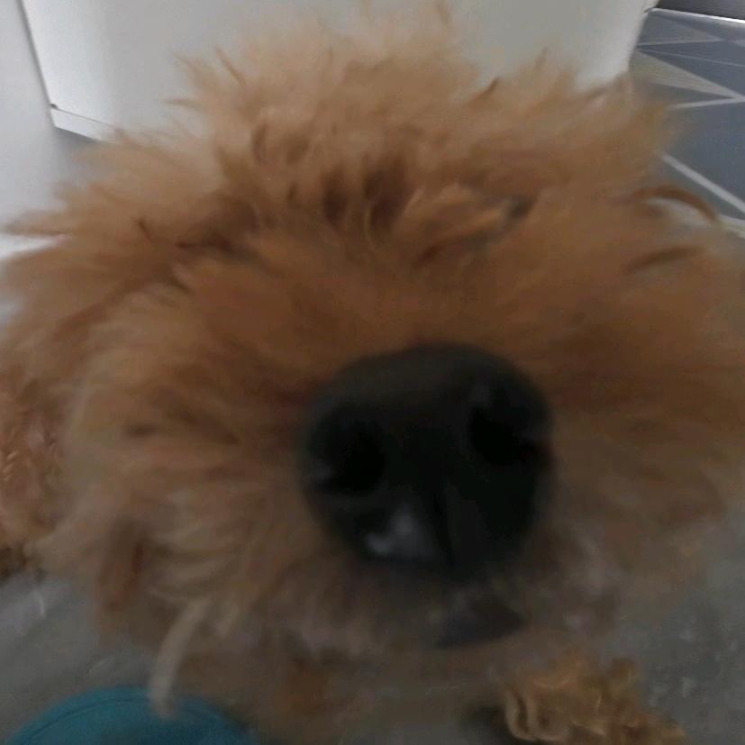 剁椒鱼