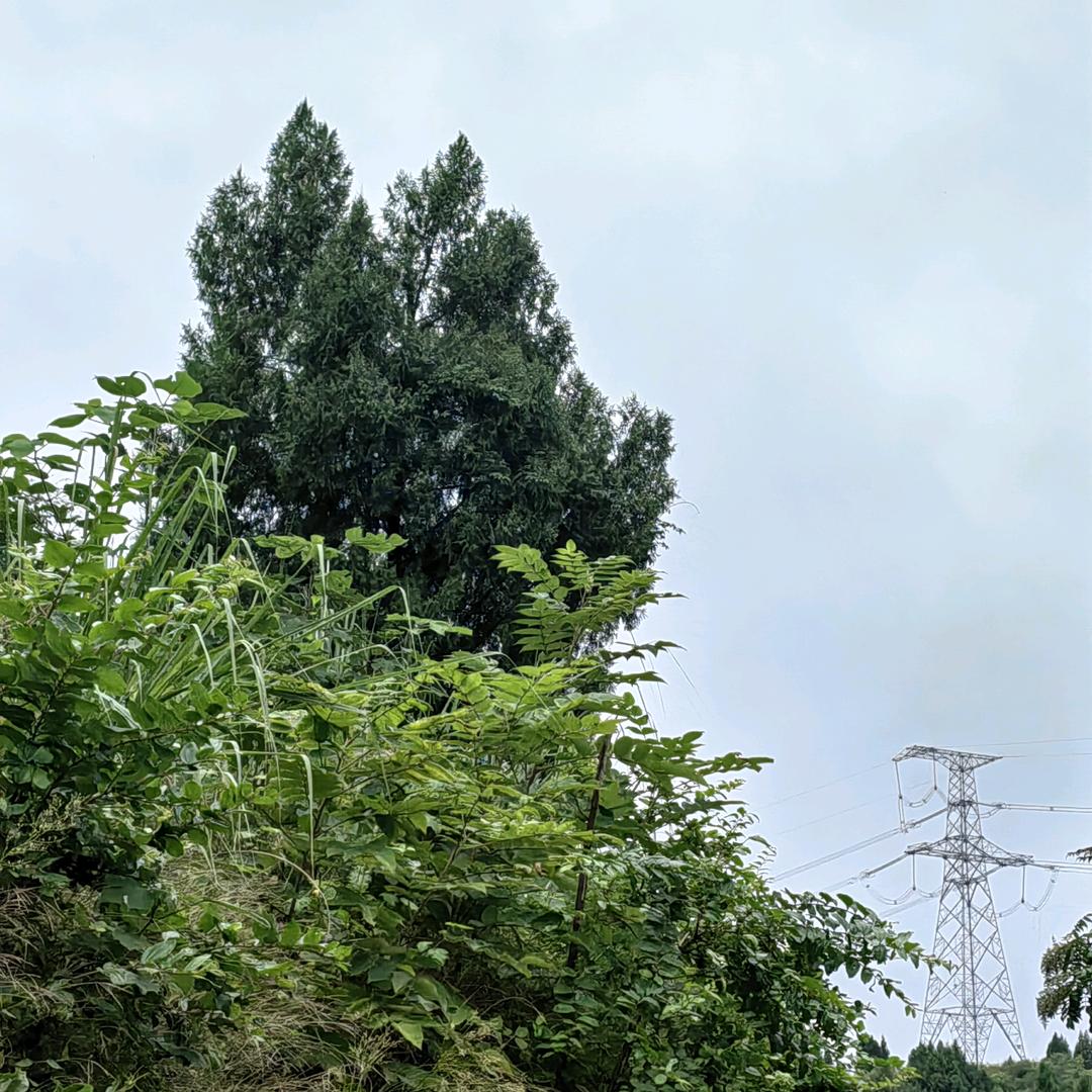 草莓