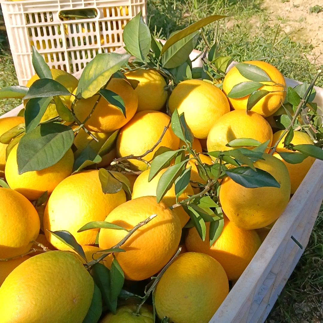 赣南脐橙产地直发