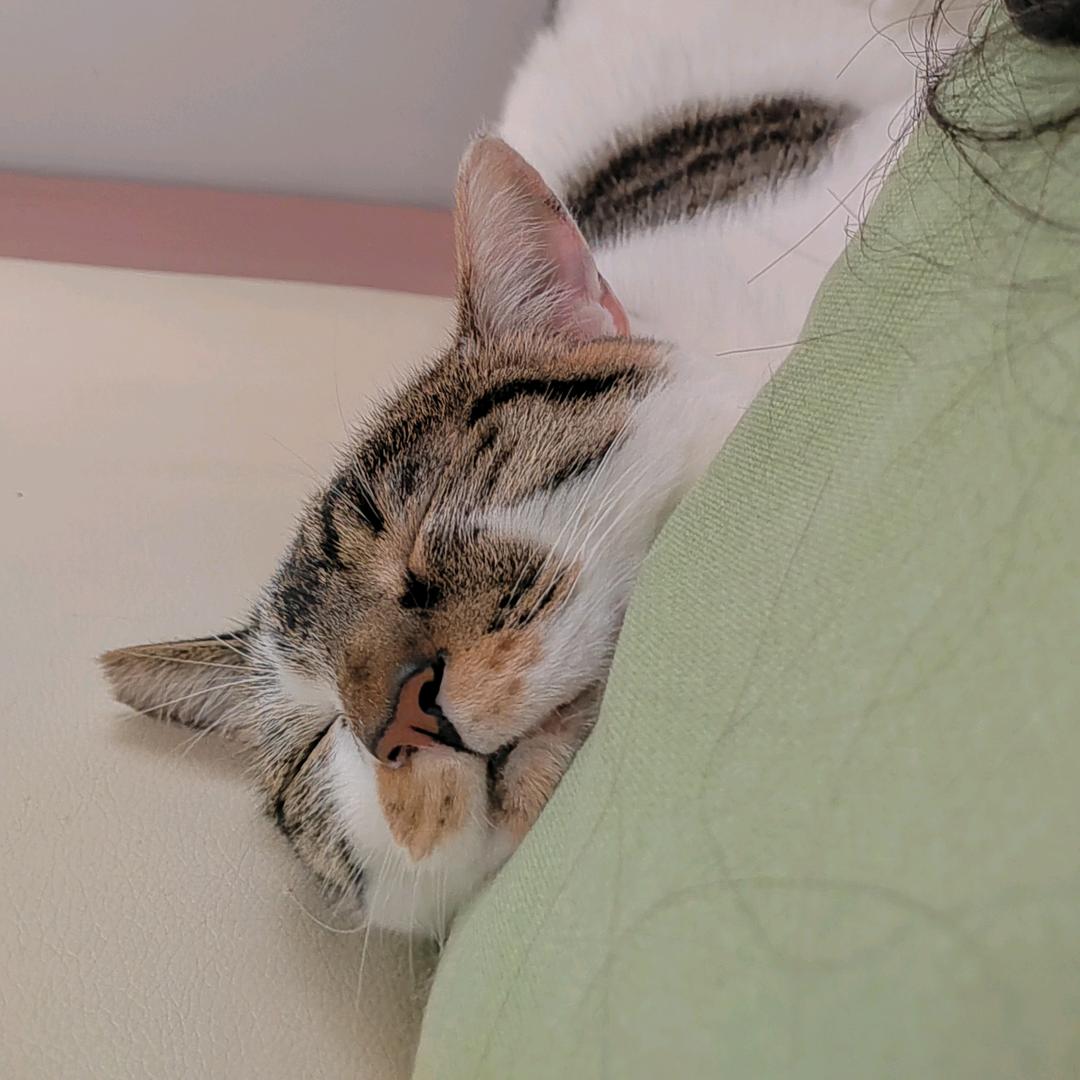 优雅馋猫张小西