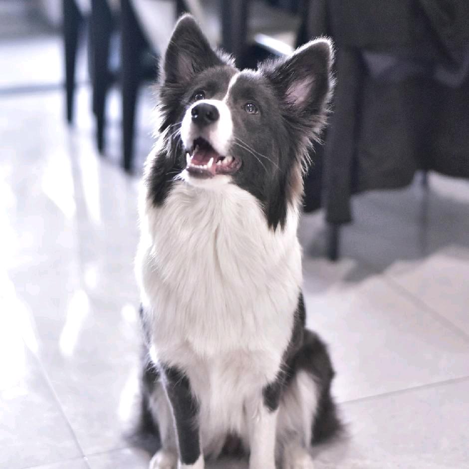 小满前的小边牧