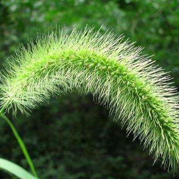 @ ᥫᩣ༠°丫頭 ᰔ