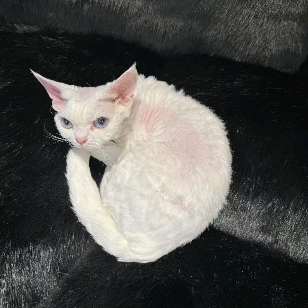 简