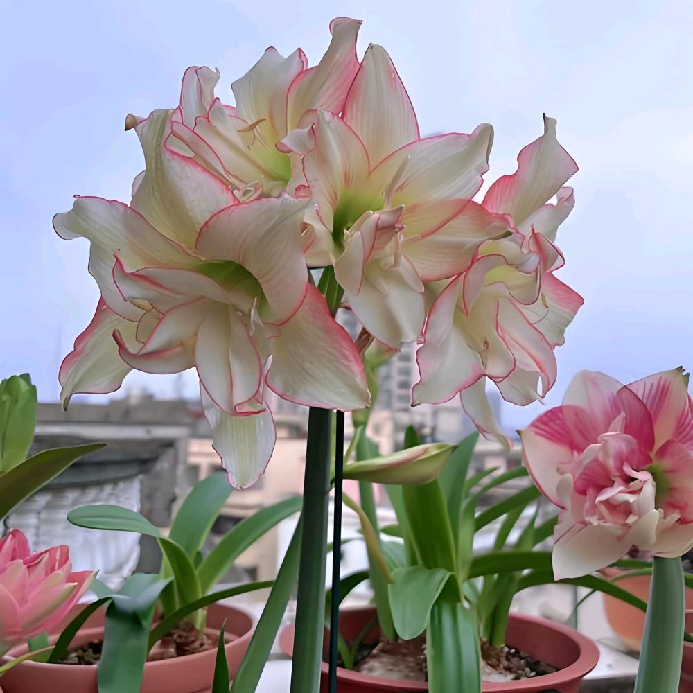 四姑娘爱种花