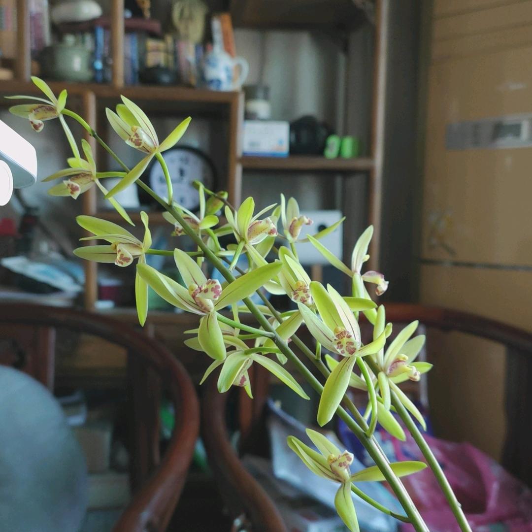 陌上🎶箫郎