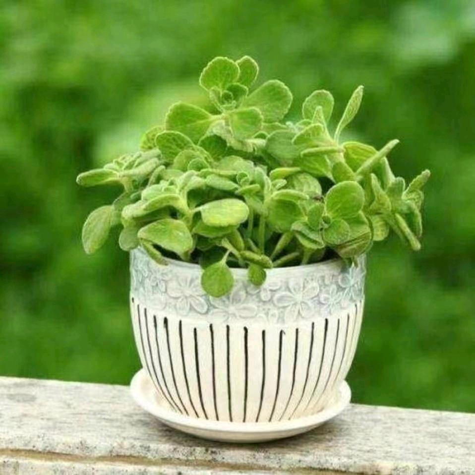 守护巜拒绝私聊》