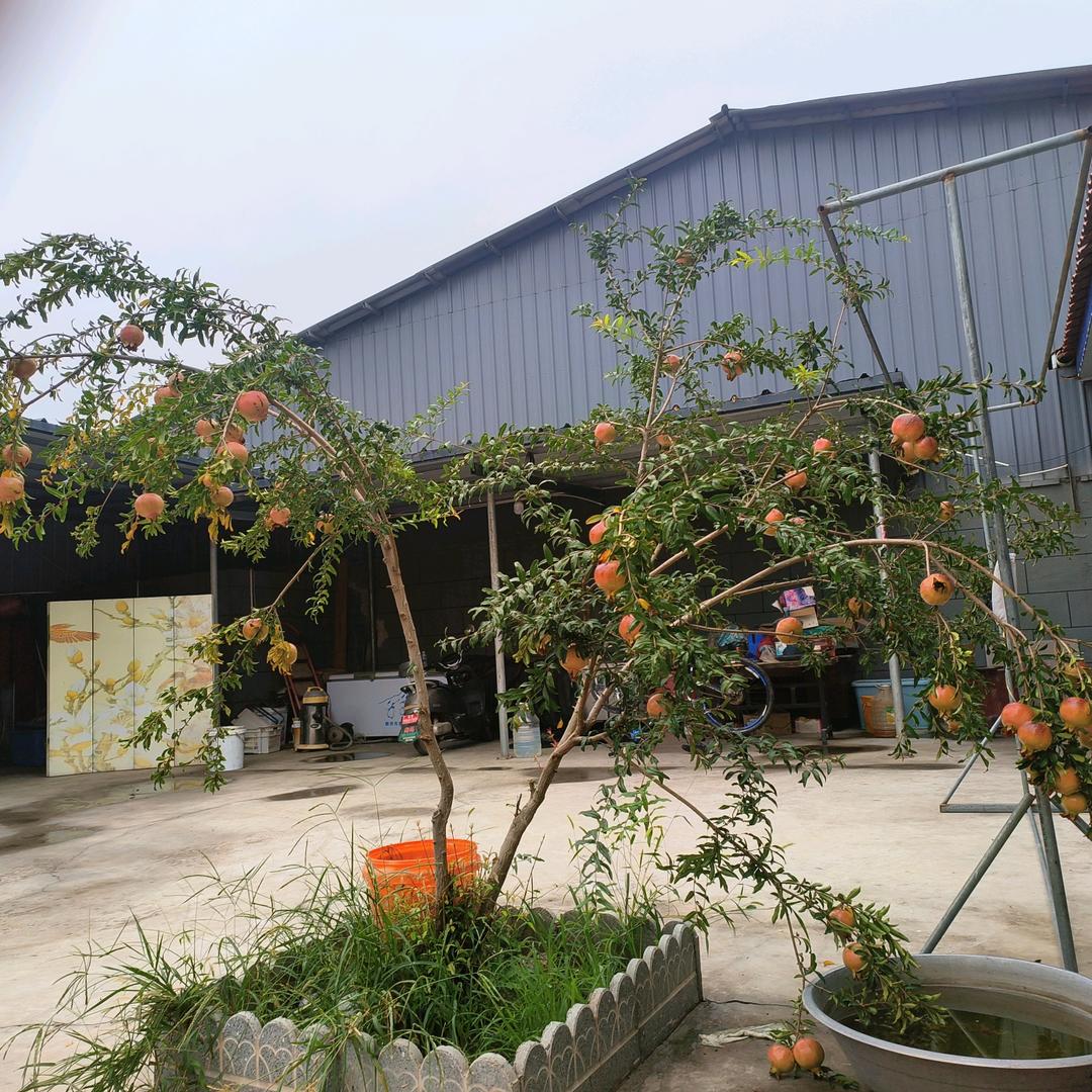 洪洞，，南营，活羊收购张