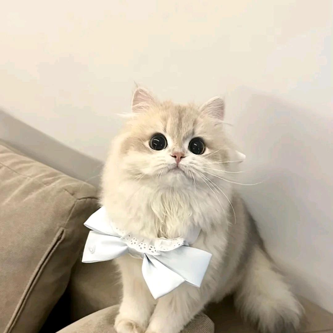 (˃ ⌑ ˂ഃ )