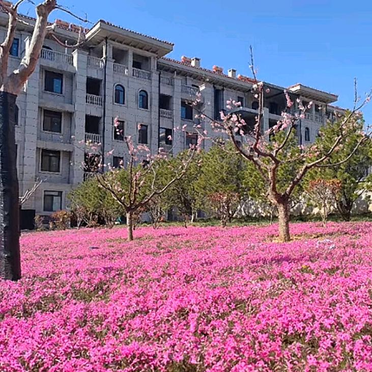 山海九墅