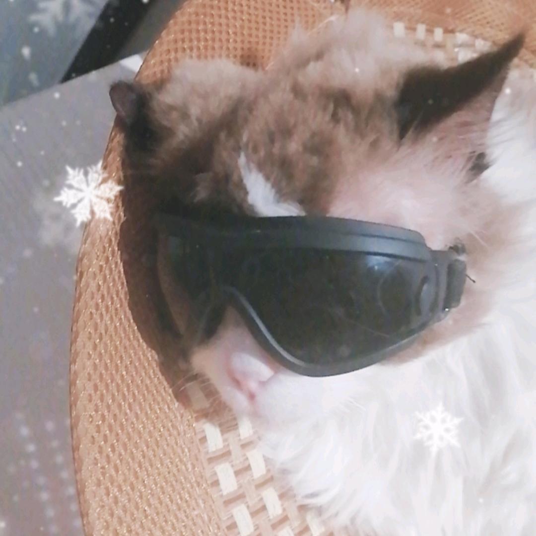 夜市小懒猫