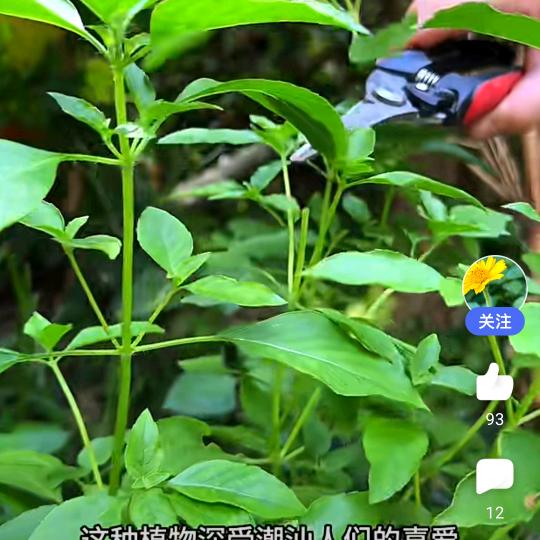 希望方翔