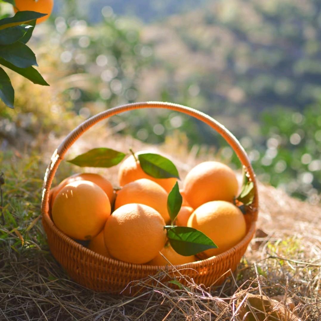 赣南脐橙产地直发