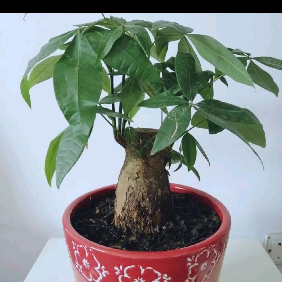 霸气独一