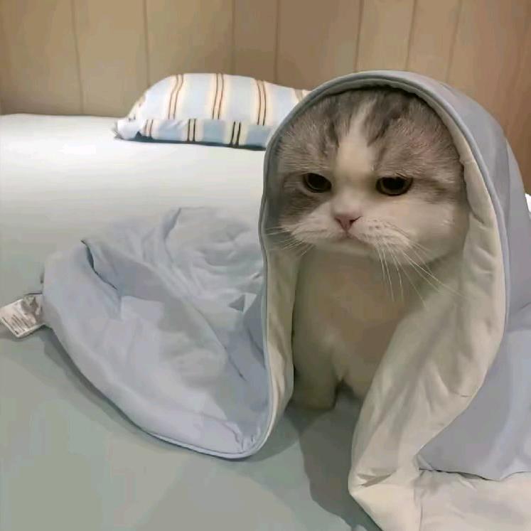 十柒