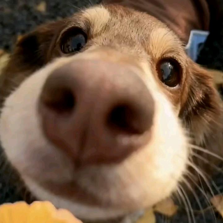 霹雳大夸嚓-士多啤梨