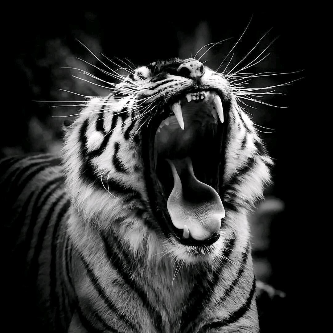 精彩片段(点个关注)