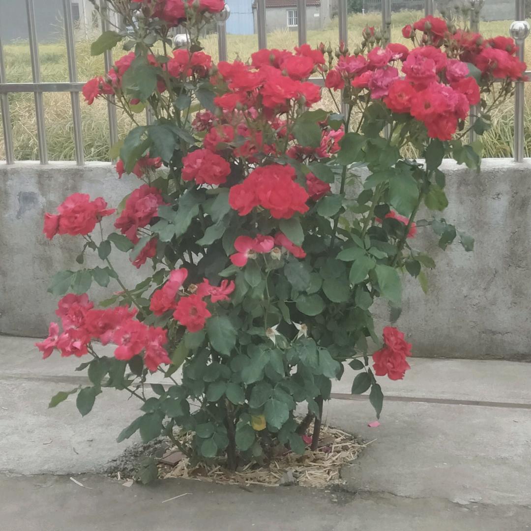 付达凤