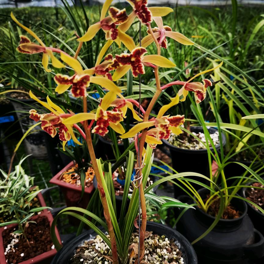 兰花阿华（华嫂）