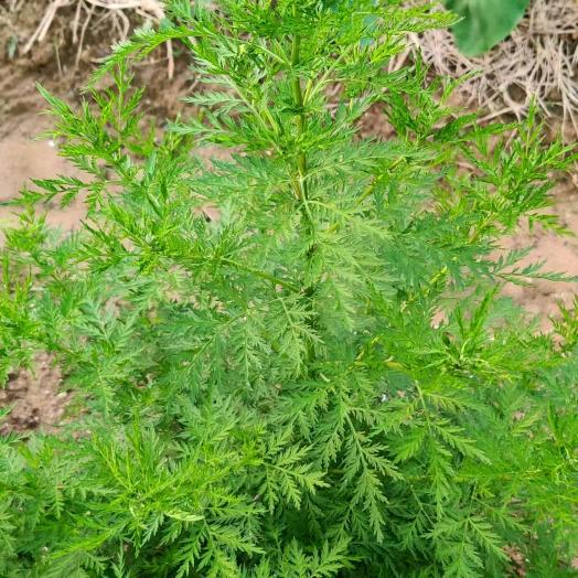 旺好个🌹🌹🌷🌺🌺😸