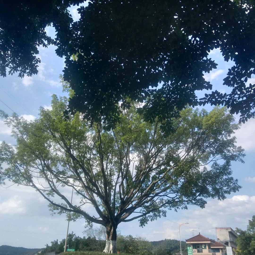 升钟诚信装修工程部.宝莲灯饰.升钟在线传