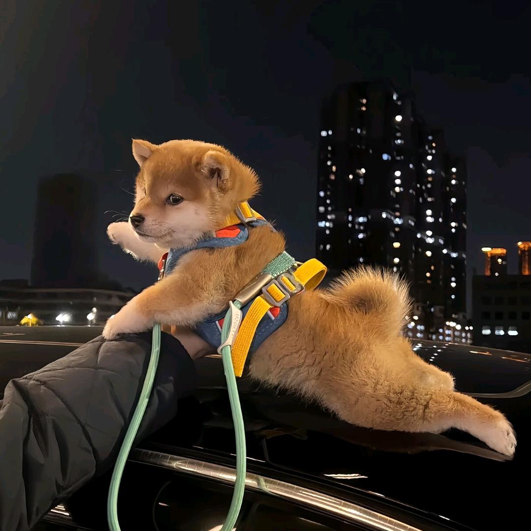 藏龙