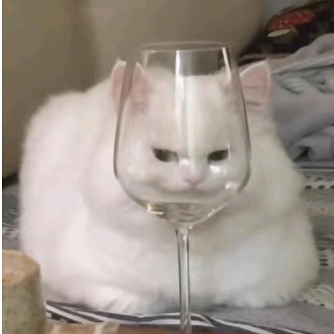 凌晨一点的🐱