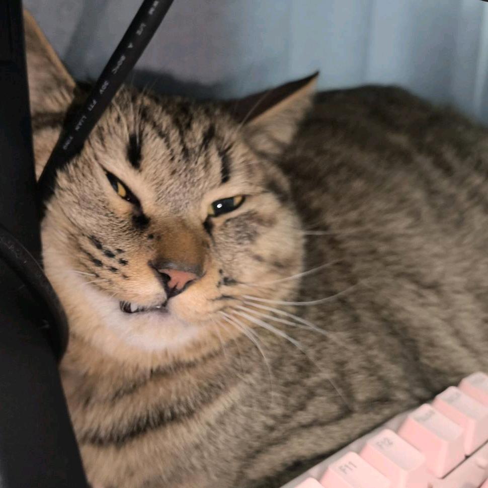 重生之我在抖音睡觉挣猫粮