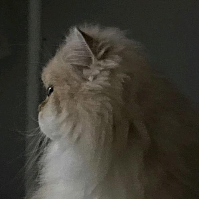 𝙈𝙆𝙁