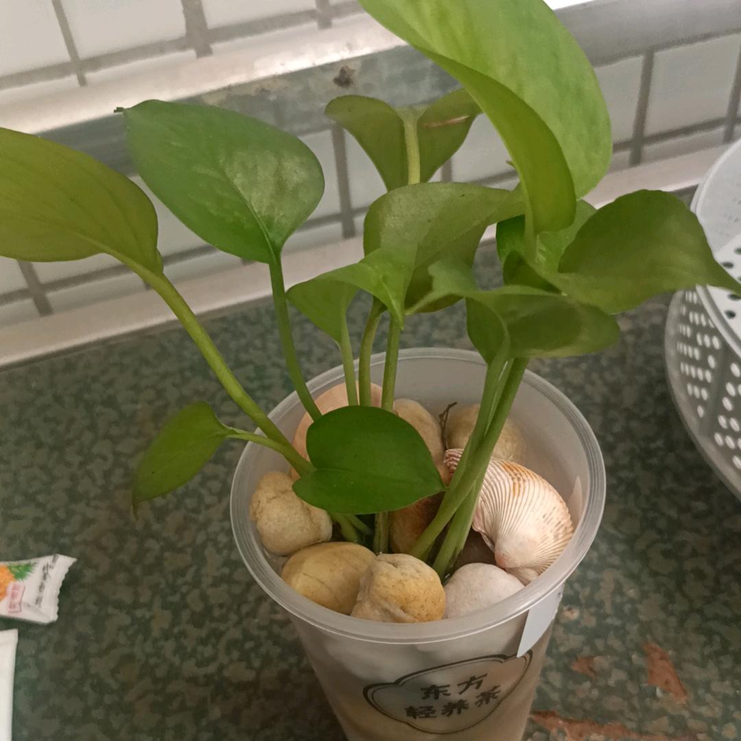 英