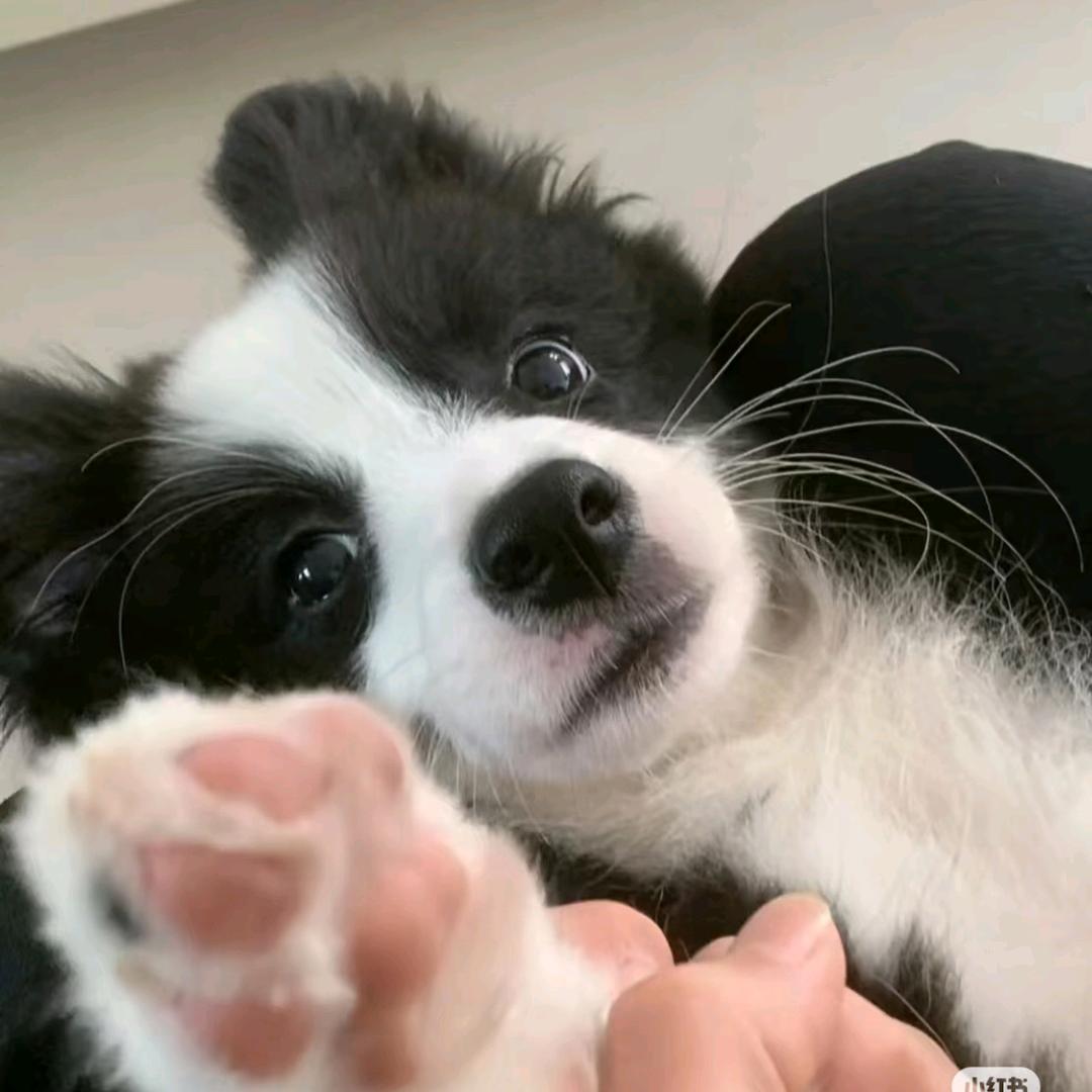 辣条