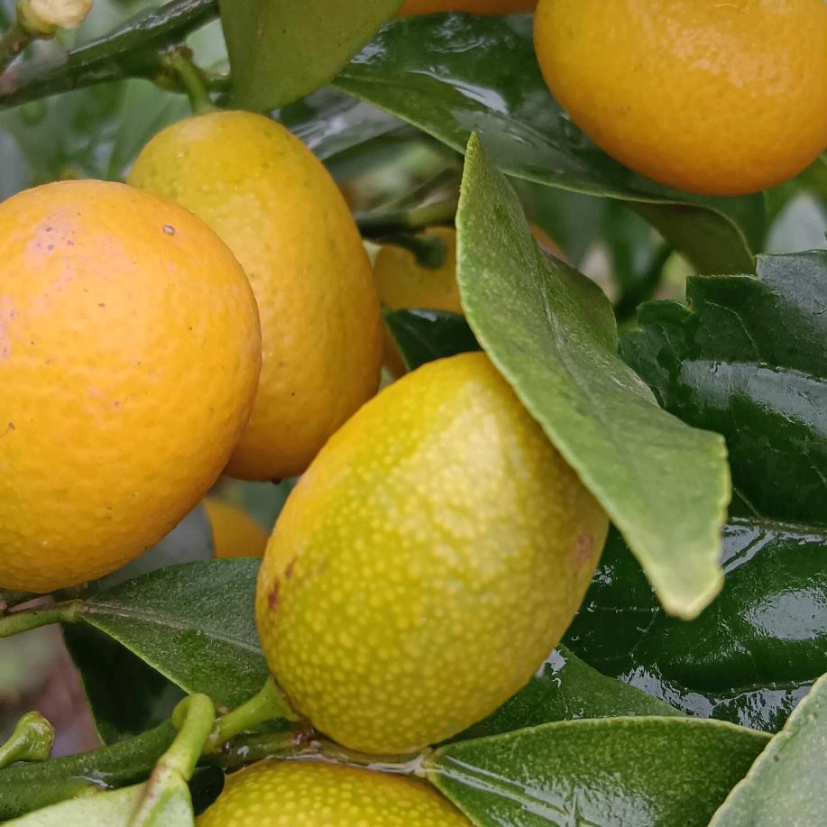 水果之乡艳姐优选 橱窗有好物