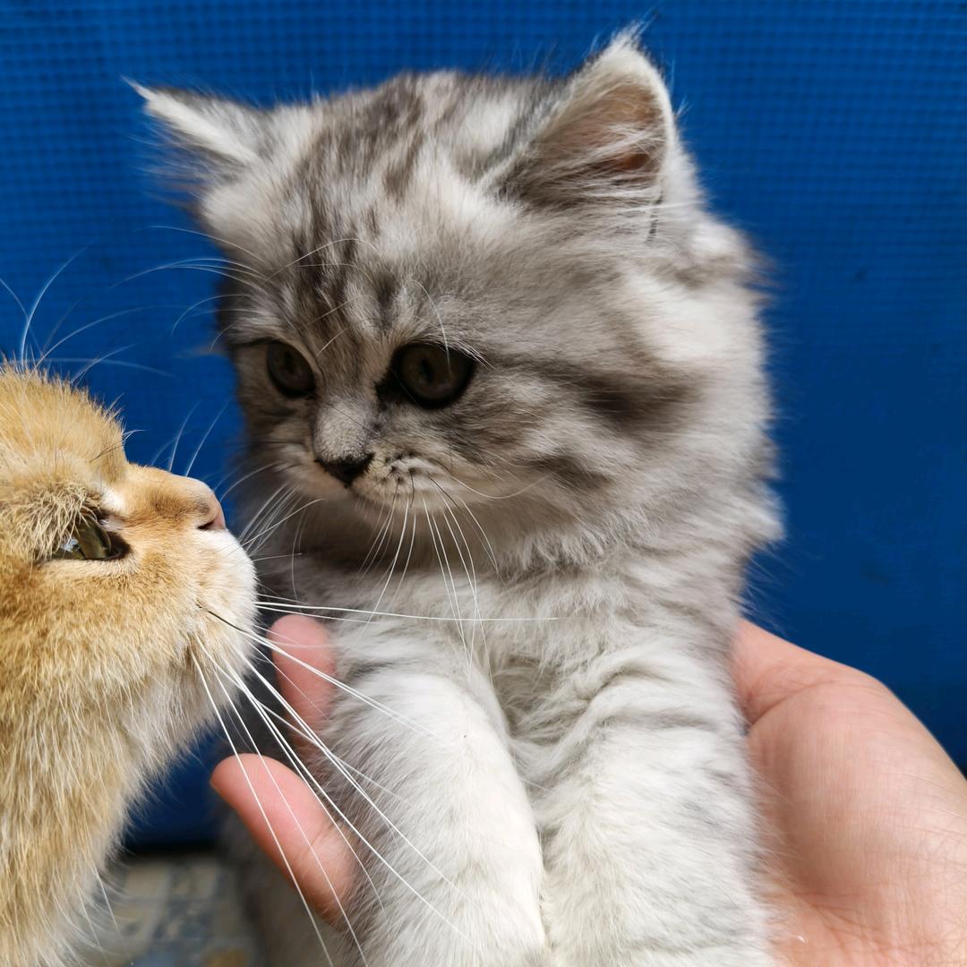 爱赶海的猫