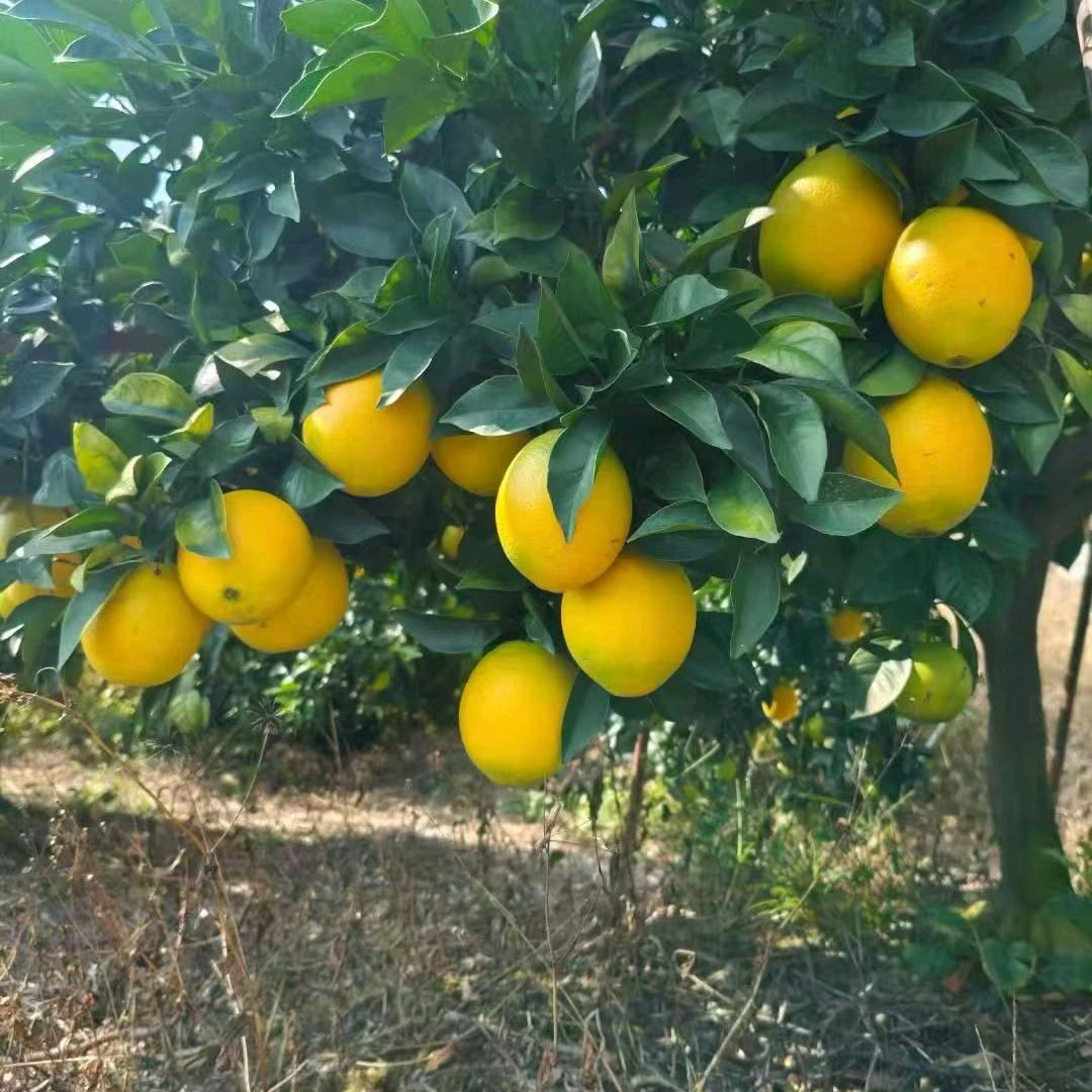 赣南霞橙鲜果店