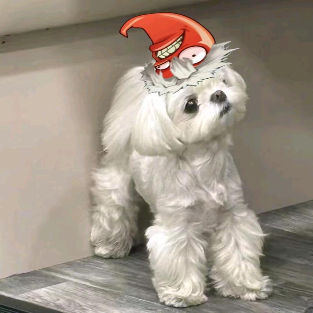 大当家帅得被人砍