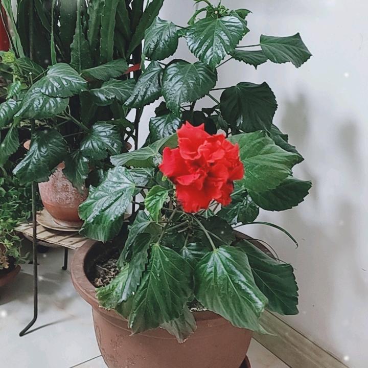 白杨礼赞