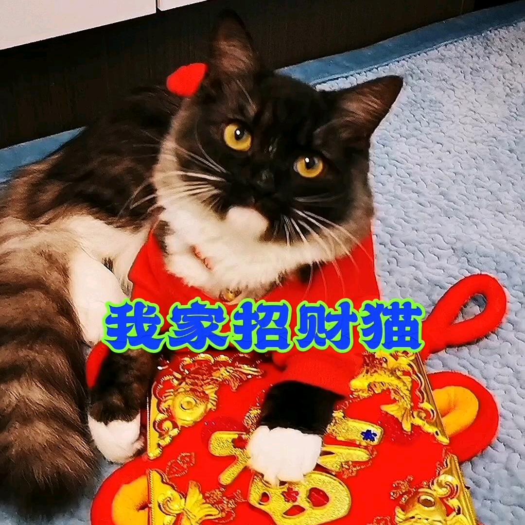 家有招财猫