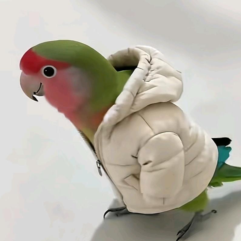 黑蝙蝠