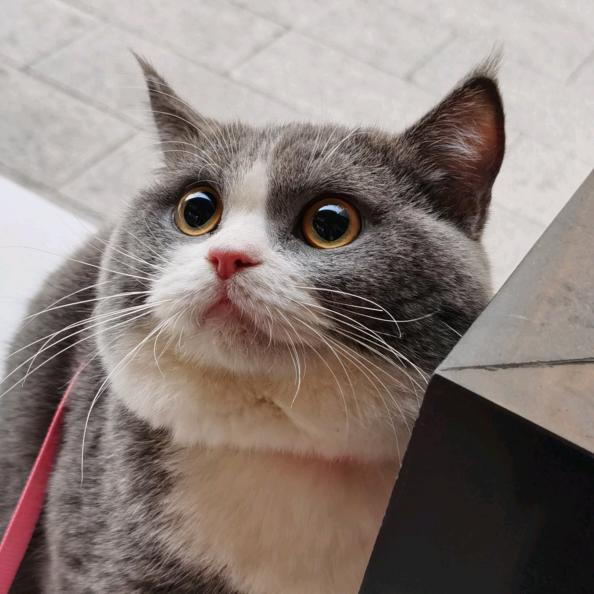 圆圆喵
