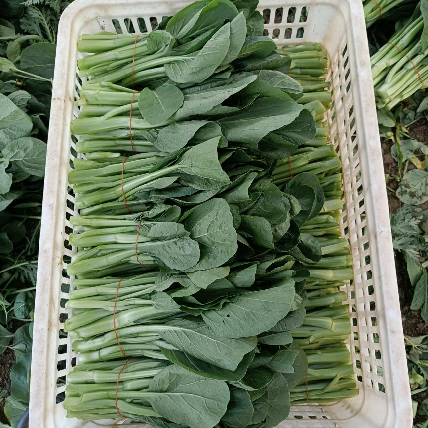 （颍上县蔬菜种植基地）