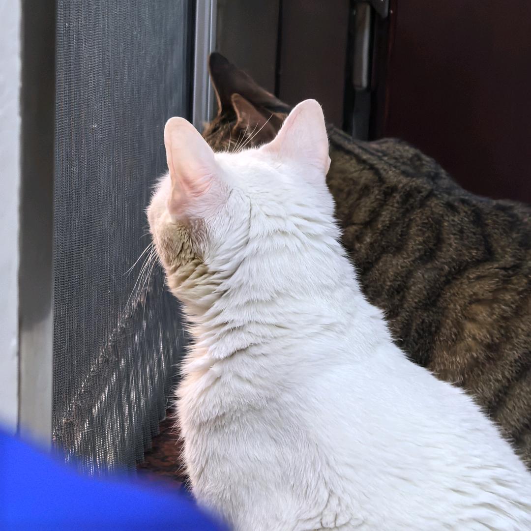 啤酒厂哒大闺女～🎈（看起来很好吃版）