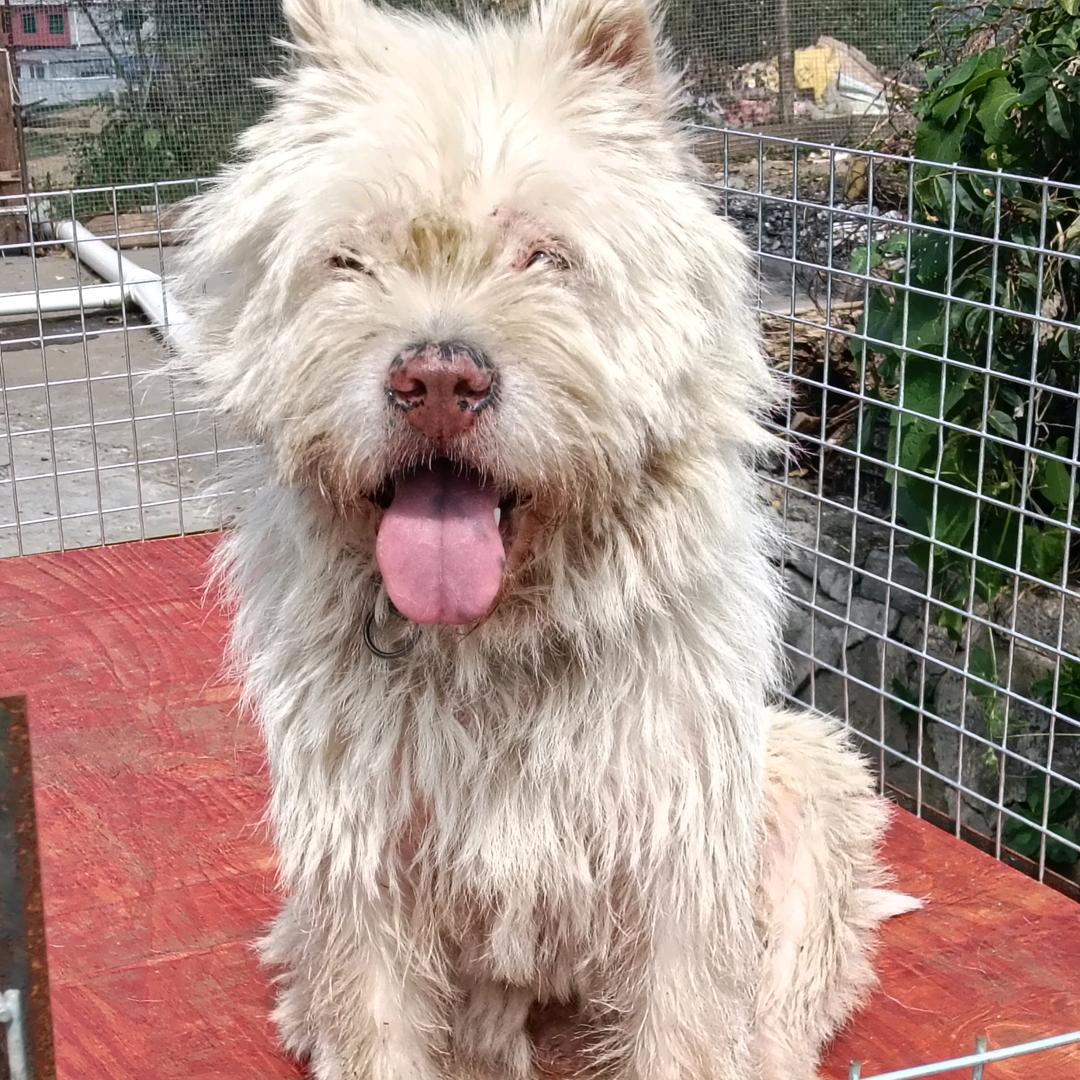 小蒙繁殖下司赶山猎犬红狗白面，是我小号