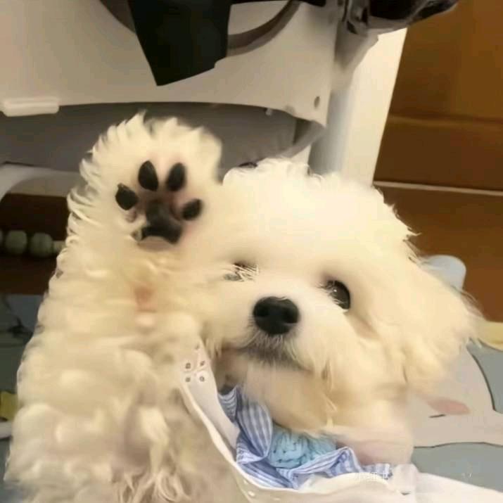 柒念