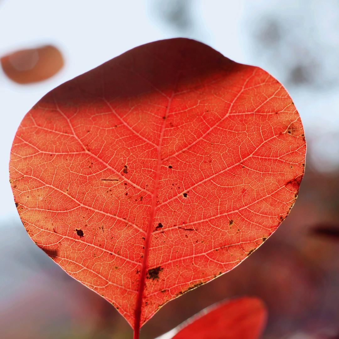 🍁🍁🍁