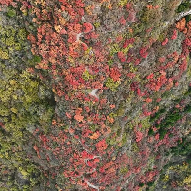 東來琴韵古琴工作室