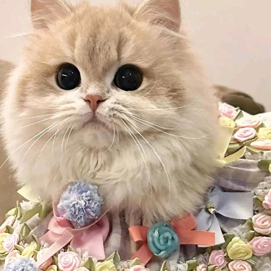 ???菇凉、懦弱给谁看'€