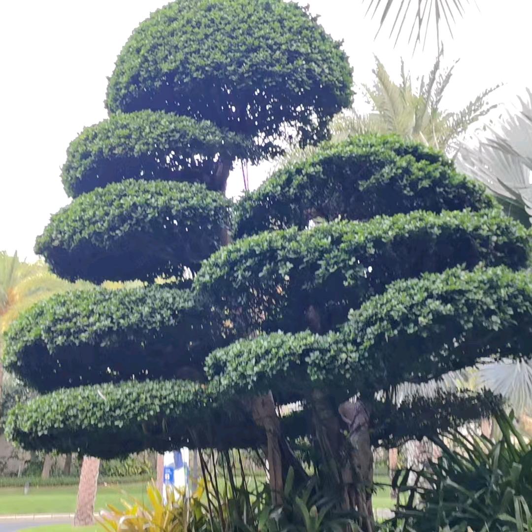 云淡风轻1315562610