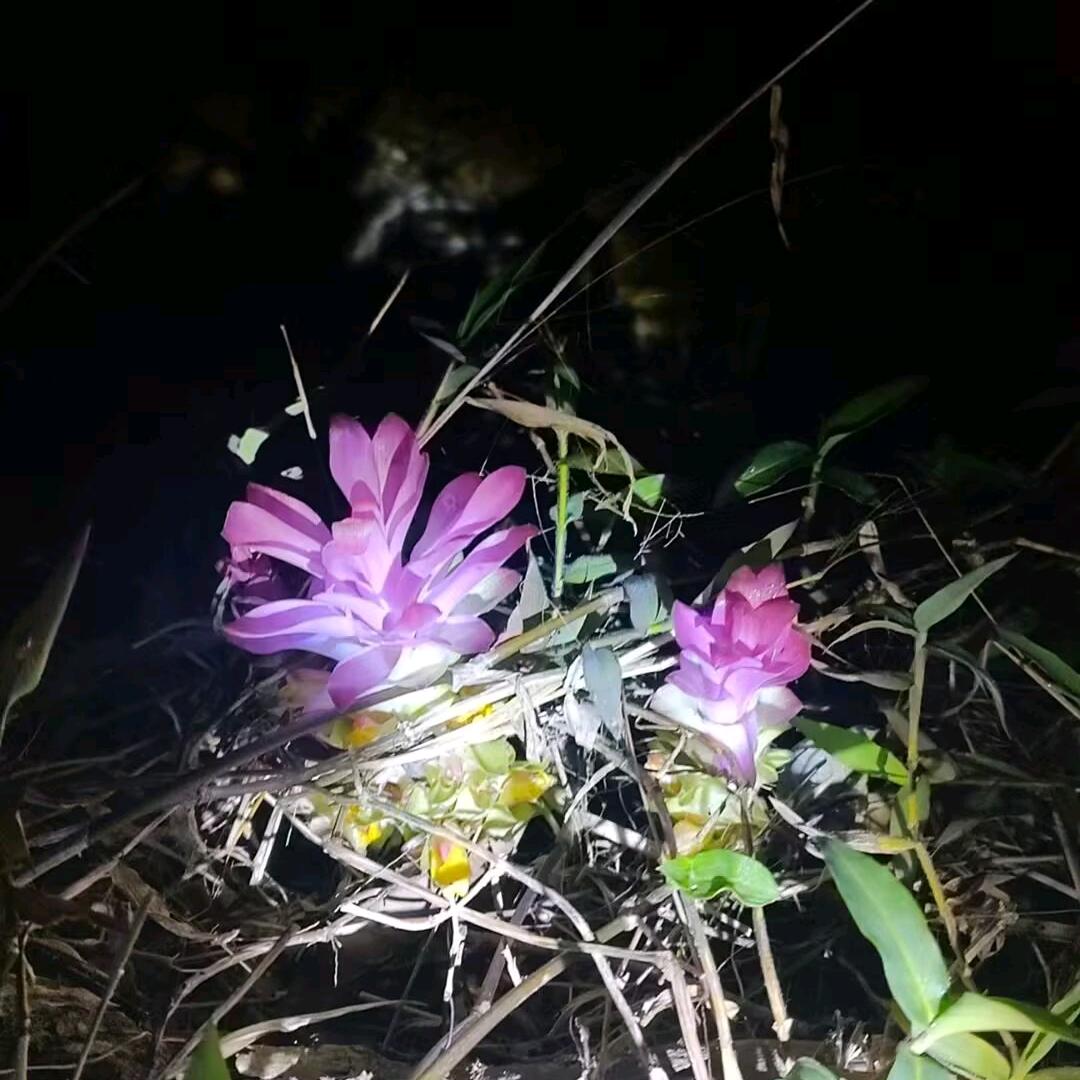得胜有余